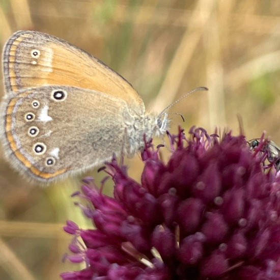 Coenonympha glycerion: Animal in habitat Shrubland in the NatureSpots App