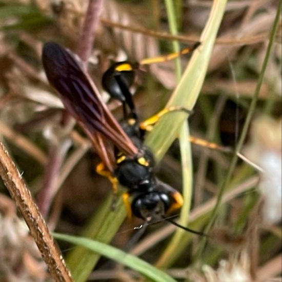 Spheciformes: Animal in habitat Shrubland in the NatureSpots App