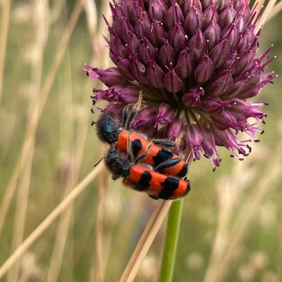 Trichodes apiarius: Animal in habitat Shrubland in the NatureSpots App