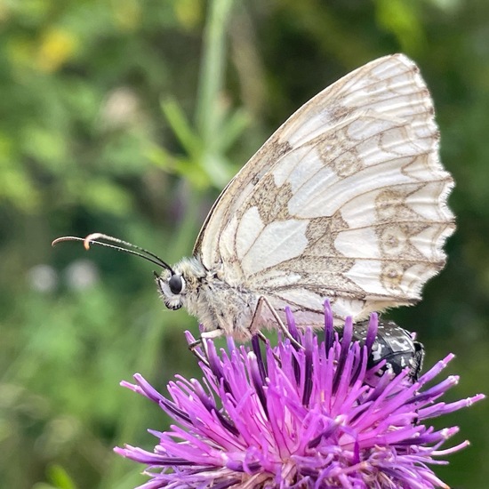 Melanargia galathea: Animal in habitat Shrubland in the NatureSpots App