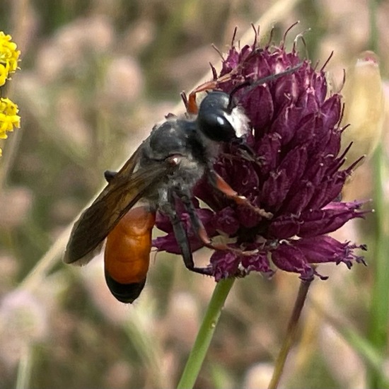 Sphex funerarius: Animal in habitat Shrubland in the NatureSpots App