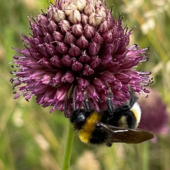 Bumble bee: Animal in habitat Shrubland in the NatureSpots App