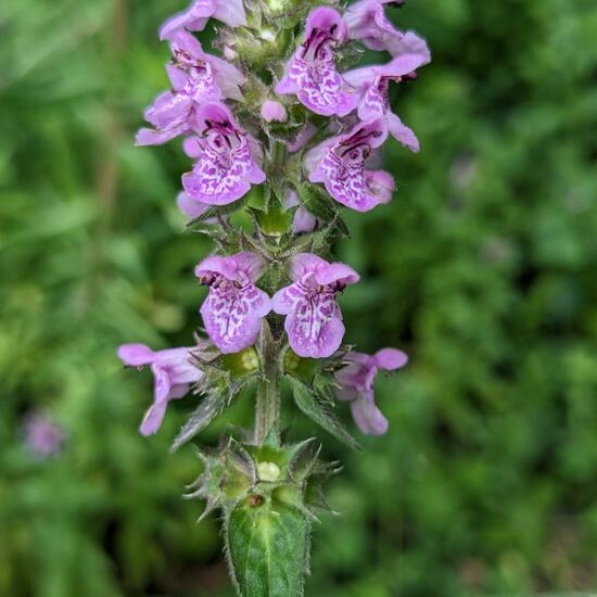 Stachys palustris: Plant in nature in the NatureSpots App