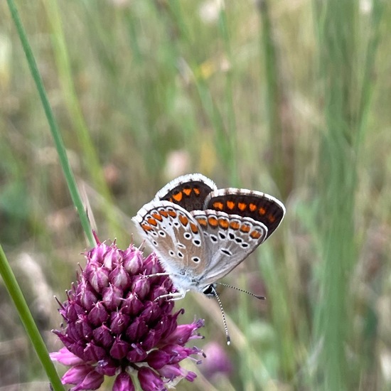 Aricia agestis: Animal in habitat Shrubland in the NatureSpots App