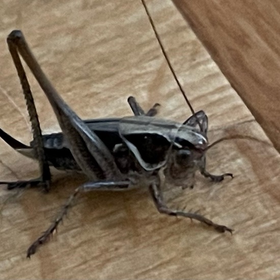 Tettigoniidae: Animal in habitat Living space or Indoor in the NatureSpots App