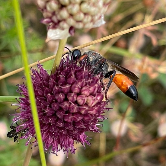 Sphex funerarius: Animal in habitat Shrubland in the NatureSpots App