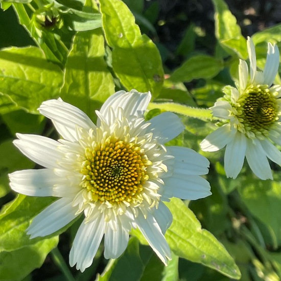 Echinacea: Plant in habitat Garden in the NatureSpots App