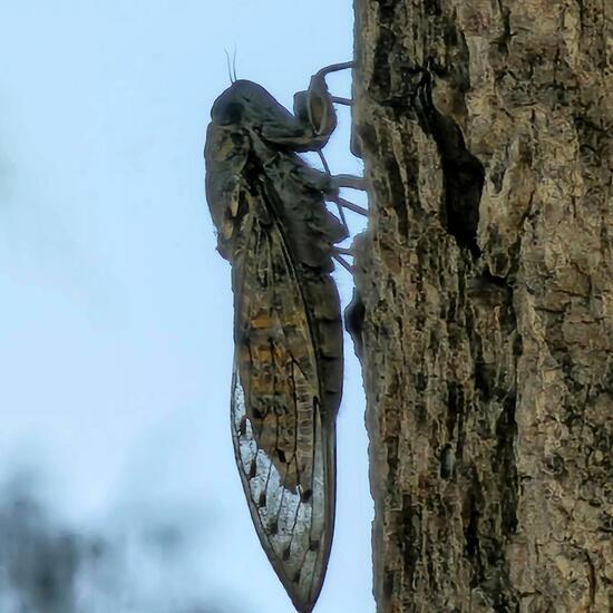 Emerald Cicada: Animal in habitat Sandy coast in the NatureSpots App