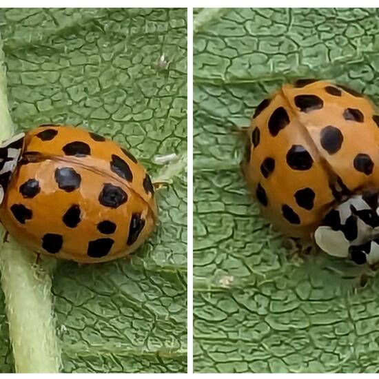 Harmonia axyridis: Animal in habitat Garden in the NatureSpots App