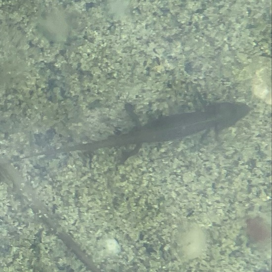 Lissotriton vulgaris: Animal in habitat Pond in the NatureSpots App