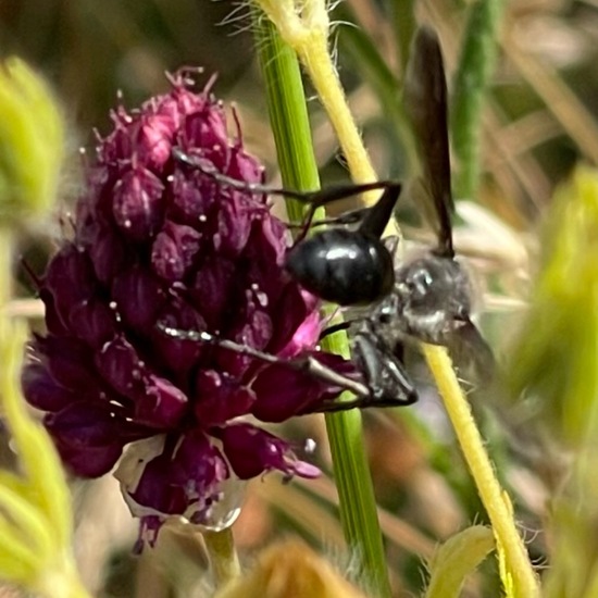 Isodontia mexicana: Animal in habitat Shrubland in the NatureSpots App