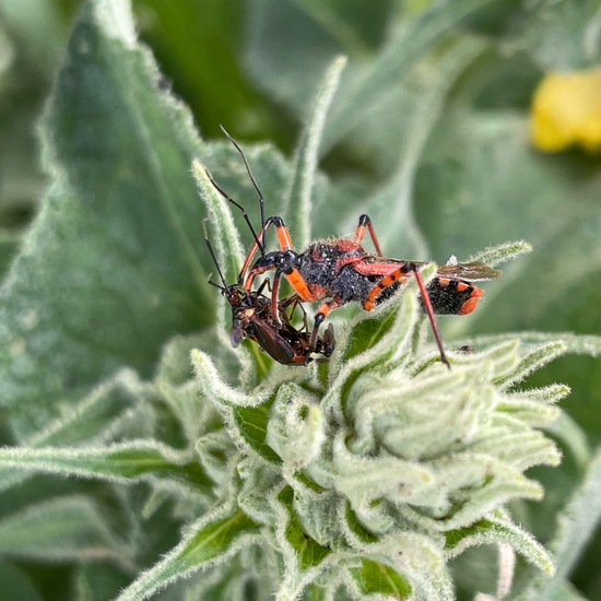 Rhynocoris annulatus: Animal in habitat Garden in the NatureSpots App