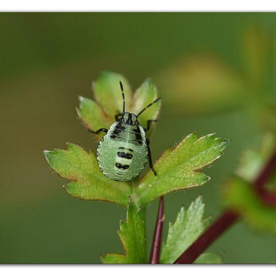 Green shield bug: Animal in habitat Forest in the NatureSpots App