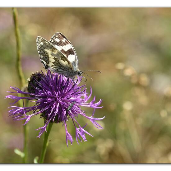 Melanargia galathea: Animal in habitat Mountain meadows in the NatureSpots App