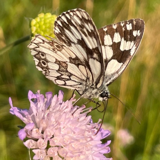 Melanargia galathea: Animal in habitat Natural Meadow in the NatureSpots App