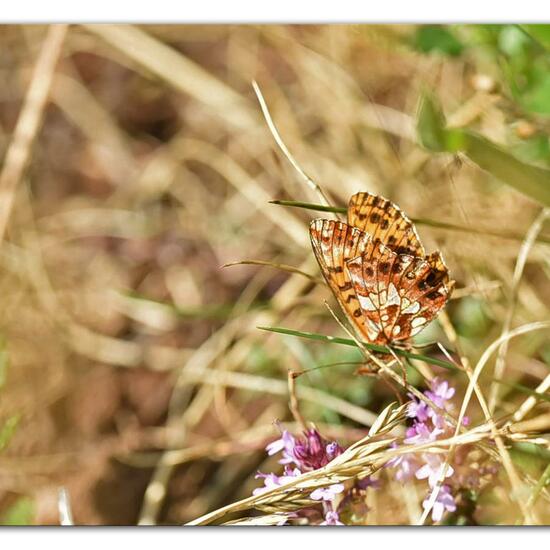 Boloria dia: Animal in habitat Mountain meadows in the NatureSpots App