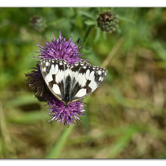 Melanargia galathea: Animal in habitat Mountain meadows in the NatureSpots App