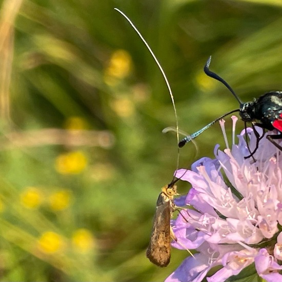 Nemophora metallica: Animal in habitat Natural Meadow in the NatureSpots App