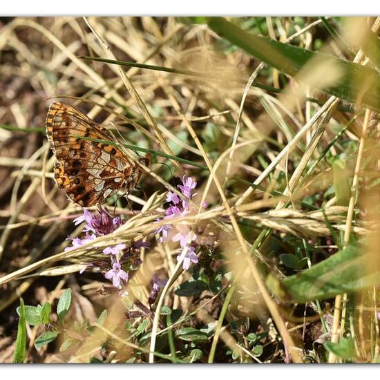 Boloria dia: Animal in habitat Mountain meadows in the NatureSpots App