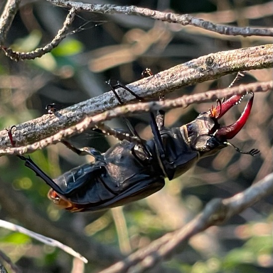 Lucanus cervus: Animal in habitat Temperate forest in the NatureSpots App