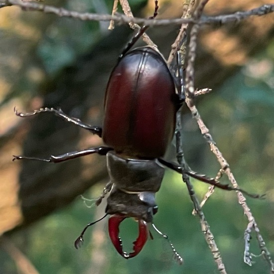 Lucanus cervus: Animal in habitat Temperate forest in the NatureSpots App