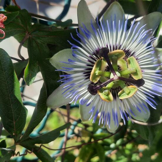 Passiflora: Plant in habitat Garden in the NatureSpots App