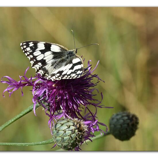 Melanargia galathea: Animal in habitat Mountain meadows in the NatureSpots App