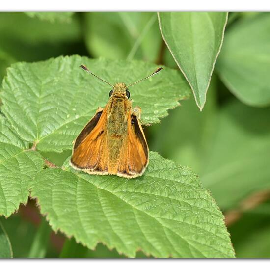 Large Skipper: Animal in habitat Forest in the NatureSpots App