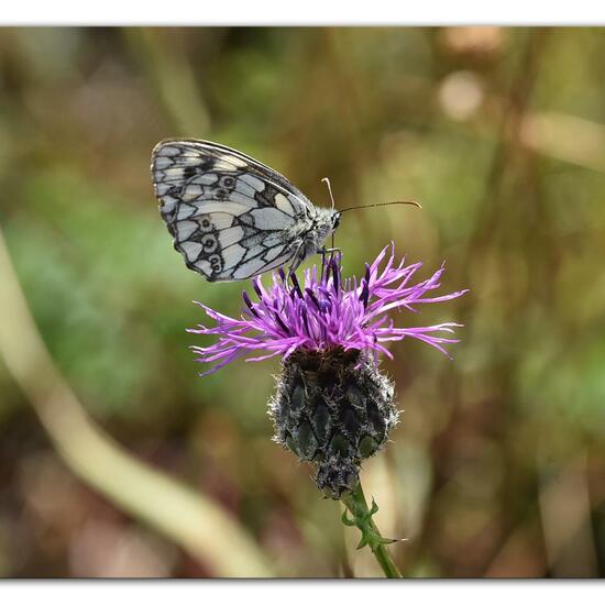 Melanargia galathea: Animal in habitat Mountain meadows in the NatureSpots App