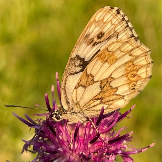 Melanargia galathea: Animal in habitat Natural Meadow in the NatureSpots App