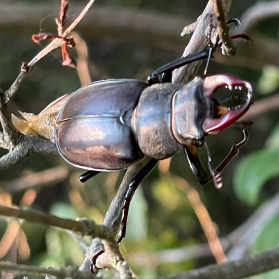 Lucanus cervus: Animal in habitat Temperate forest in the NatureSpots App