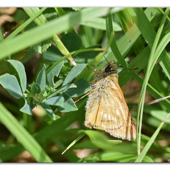 Large Skipper: Animal in habitat Forest in the NatureSpots App