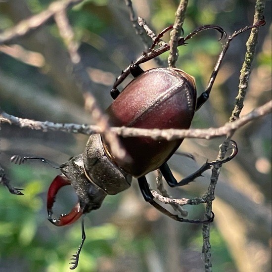 Lucanus cervus: Animal in habitat Temperate forest in the NatureSpots App