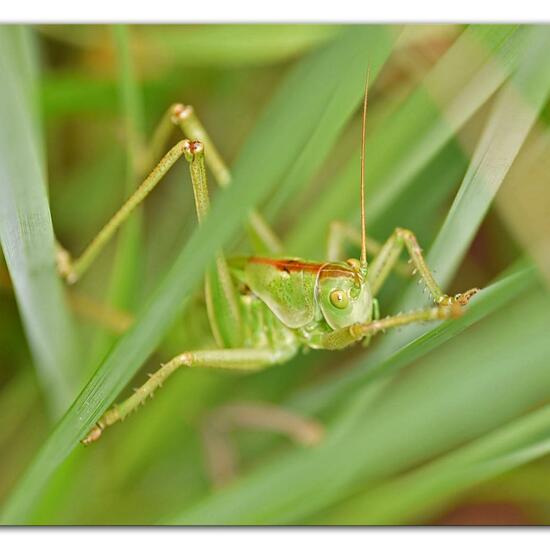 Tettigonia viridissima: Animal in habitat Forest in the NatureSpots App