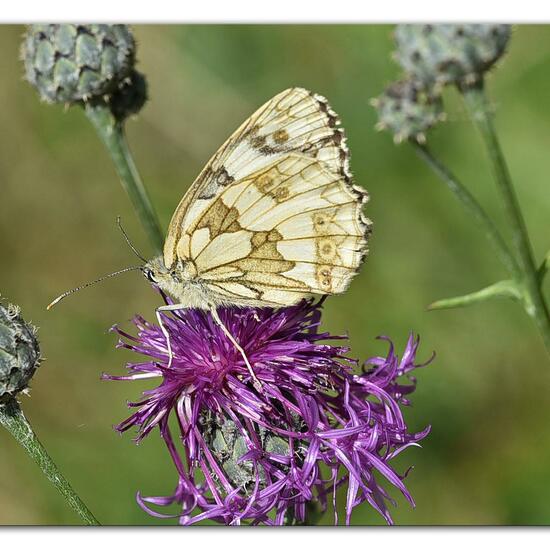 Melanargia galathea: Animal in habitat Mountain meadows in the NatureSpots App