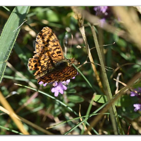 Boloria dia: Animal in habitat Mountain meadows in the NatureSpots App