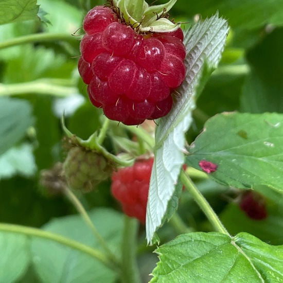 Rubus idaeus: Plant in habitat Garden in the NatureSpots App