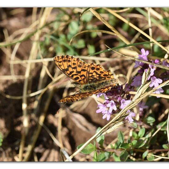 Boloria dia: Animal in habitat Mountain meadows in the NatureSpots App