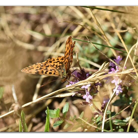 Boloria dia: Animal in habitat Mountain meadows in the NatureSpots App