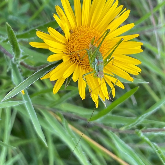 Pentanema ensifolium: Plant in habitat Natural Meadow in the NatureSpots App