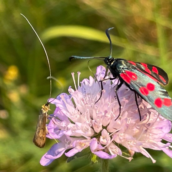 Nemophora metallica: Animal in habitat Natural Meadow in the NatureSpots App