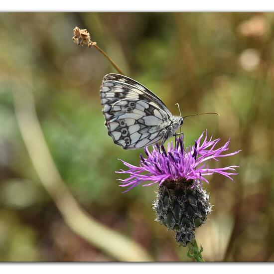 Melanargia galathea: Animal in habitat Mountain meadows in the NatureSpots App