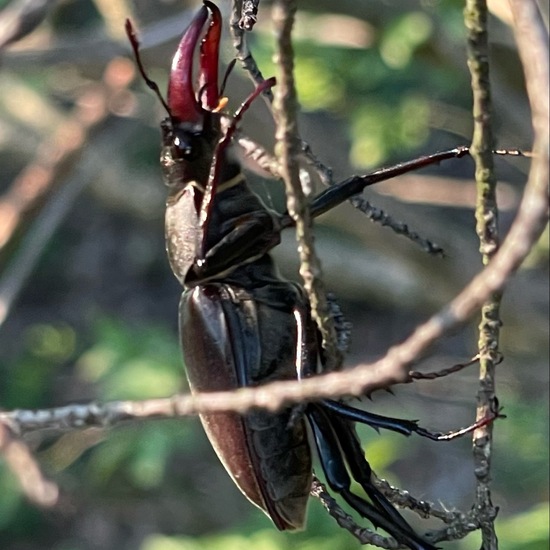 Lucanus cervus: Animal in habitat Temperate forest in the NatureSpots App