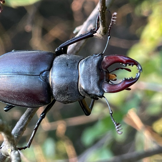 Lucanus cervus: Animal in habitat Temperate forest in the NatureSpots App