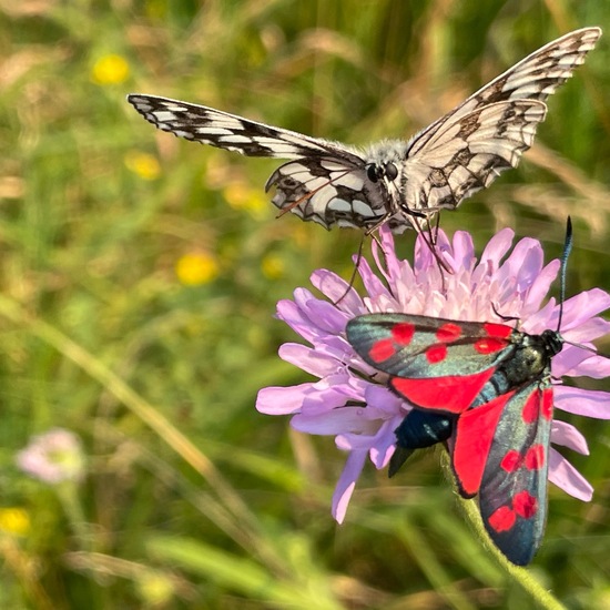 Melanargia galathea: Animal in habitat Natural Meadow in the NatureSpots App