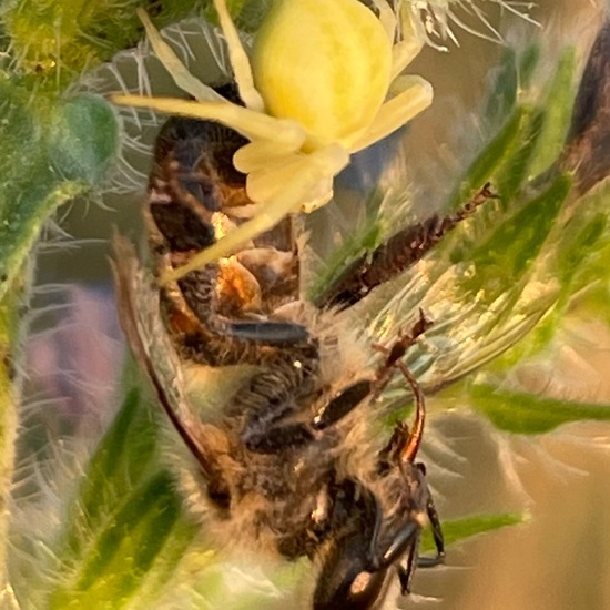 Misumena vatia: Animal in habitat Natural Meadow in the NatureSpots App