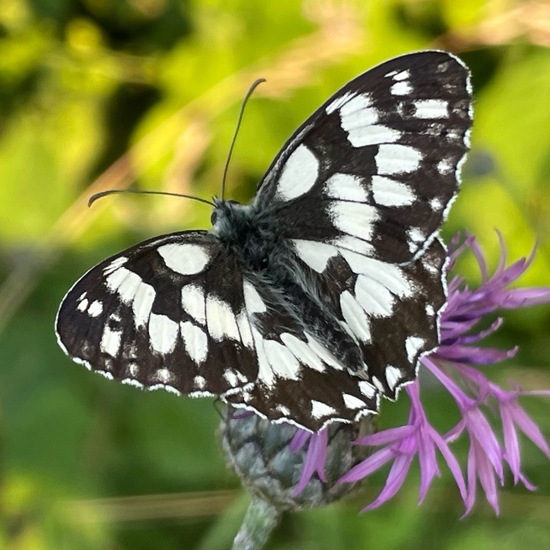 Melanargia galathea: Animal in habitat Natural Meadow in the NatureSpots App