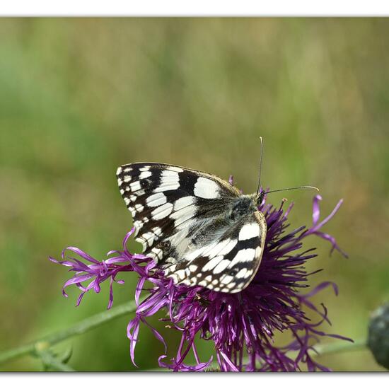 Melanargia galathea: Animal in habitat Mountain meadows in the NatureSpots App