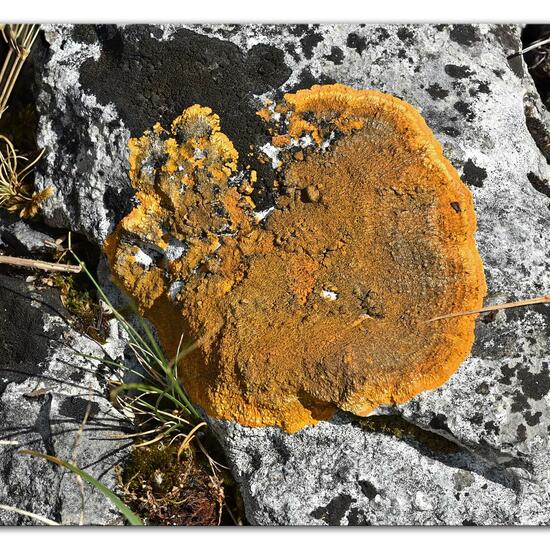 Variospora aurantia: Mushroom in habitat Mountain meadows in the NatureSpots App