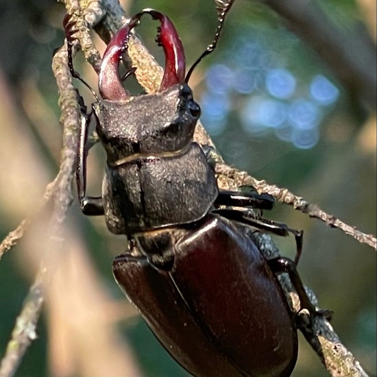 Lucanus cervus: Animal in habitat Temperate forest in the NatureSpots App